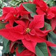 ヒメ日記 2025/12/08 18:14 投稿 けい 人妻美人館