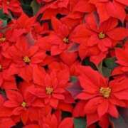 ヒメ日記 2025/12/13 03:06 投稿 けい 人妻美人館