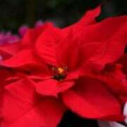 ヒメ日記 2025/12/19 03:11 投稿 けい 人妻美人館