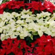 ヒメ日記 2025/12/21 03:11 投稿 けい 人妻美人館