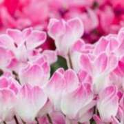 ヒメ日記 2025/12/26 03:06 投稿 けい 人妻美人館