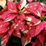 ヒメ日記 2025/12/28 03:08 投稿 けい 人妻美人館