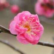 ヒメ日記 2026/01/06 02:07 投稿 けい 人妻美人館