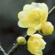 ヒメ日記 2026/01/09 03:06 投稿 けい 人妻美人館