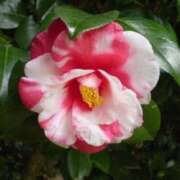 ヒメ日記 2026/01/10 03:12 投稿 けい 人妻美人館