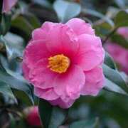 ヒメ日記 2026/01/11 03:12 投稿 けい 人妻美人館