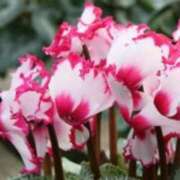 ヒメ日記 2026/01/13 02:07 投稿 けい 人妻美人館