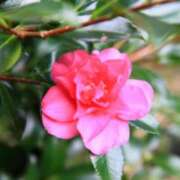 ヒメ日記 2026/01/18 03:09 投稿 けい 人妻美人館