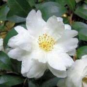 ヒメ日記 2026/01/20 02:10 投稿 けい 人妻美人館