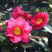 ヒメ日記 2026/01/25 03:09 投稿 けい 人妻美人館