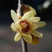 ヒメ日記 2026/01/31 03:11 投稿 けい 人妻美人館