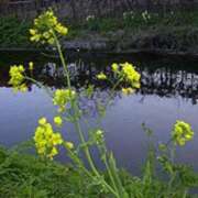 ヒメ日記 2026/02/06 03:07 投稿 けい 人妻美人館