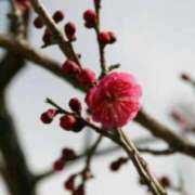 ヒメ日記 2026/02/08 03:07 投稿 けい 人妻美人館