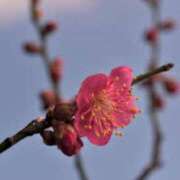 ヒメ日記 2026/02/10 02:11 投稿 けい 人妻美人館