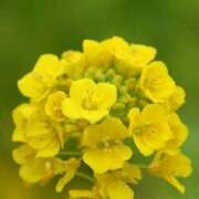 ヒメ日記 2026/02/14 03:11 投稿 けい 人妻美人館