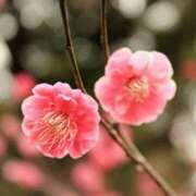 ヒメ日記 2026/02/15 03:12 投稿 けい 人妻美人館