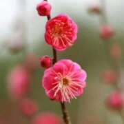 ヒメ日記 2026/02/17 02:10 投稿 けい 人妻美人館