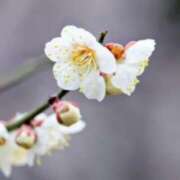 ヒメ日記 2026/02/22 03:12 投稿 けい 人妻美人館