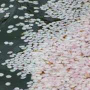 けい 有り難う御座いました 人妻美人館