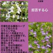 ヒメ日記 2023/09/27 02:02 投稿 海堂けいこ 大人めシンデレラ 新横浜店