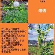 ヒメ日記 2023/10/21 04:03 投稿 海堂けいこ 大人めシンデレラ 新横浜店