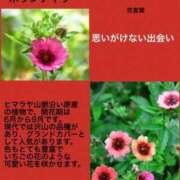 ヒメ日記 2023/10/21 04:42 投稿 けいこ 横浜人妻ヒットパレード