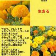 ヒメ日記 2023/11/21 01:42 投稿 けいこ 横浜人妻ヒットパレード