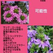 ヒメ日記 2023/12/18 03:50 投稿 けいこ 横浜人妻ヒットパレード