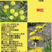 ヒメ日記 2024/01/22 15:02 投稿 けいこ 横浜人妻ヒットパレード