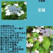 ヒメ日記 2024/02/12 16:59 投稿 けいこ 横浜人妻ヒットパレード