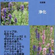 ヒメ日記 2024/02/26 00:54 投稿 けいこ 横浜人妻ヒットパレード