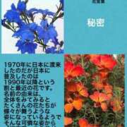 ヒメ日記 2024/06/10 18:45 投稿 けいこ 横浜人妻ヒットパレード