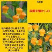 ヒメ日記 2024/07/23 00:52 投稿 けいこ 横浜人妻ヒットパレード