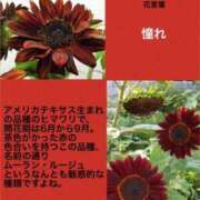 ヒメ日記 2024/09/24 03:50 投稿 けいこ 横浜人妻ヒットパレード