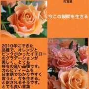 ヒメ日記 2024/09/28 03:58 投稿 けいこ 横浜人妻ヒットパレード