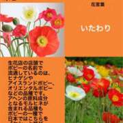 ヒメ日記 2024/10/21 17:47 投稿 けいこ 横浜人妻ヒットパレード