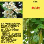 ヒメ日記 2024/11/06 17:32 投稿 けいこ 横浜人妻ヒットパレード