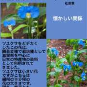 ヒメ日記 2024/11/25 02:43 投稿 けいこ 横浜人妻ヒットパレード