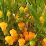 ヒメ日記 2026/03/25 23:05 投稿 けいこ 横浜人妻ヒットパレード（シンデレラグループ）