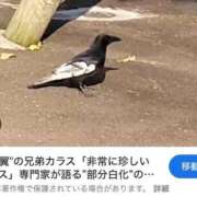 ヒメ日記 2026/05/19 19:46 投稿 けいこ 横浜人妻ヒットパレード（シンデレラグループ）