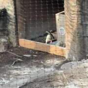 ヒメ日記 2025/04/06 23:46 投稿 琴葉 茜 人妻セレブ宮殿