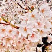 ヒメ日記 2025/04/05 23:24 投稿 みぃ 新宿11チャンネル