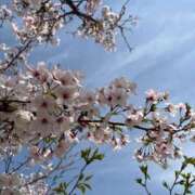 ヒメ日記 2026/04/06 19:26 投稿 三浦まいか セレブ嬉野