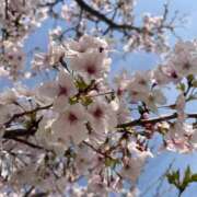 ヒメ日記 2026/04/23 09:16 投稿 三浦まいか セレブ嬉野