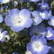 ヒメ日記 2026/05/11 23:21 投稿 花梨 スピードエコ難波店