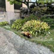 ヒメ日記 2026/06/29 19:41 投稿 花梨 スピードエコ難波店