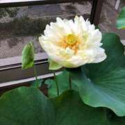 ヒメ日記 2025/12/16 07:38 投稿 らら 鶯谷デリヘル倶楽部