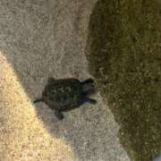 ヒメ日記 2025/05/18 15:06 投稿 橘由子 大阪人妻花壇