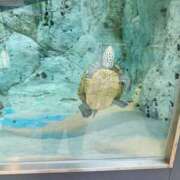 ヒメ日記 2025/08/17 00:49 投稿 橘由子 大阪人妻花壇