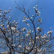 ヒメ日記 2026/03/28 07:12 投稿 橘由子 大阪人妻花壇